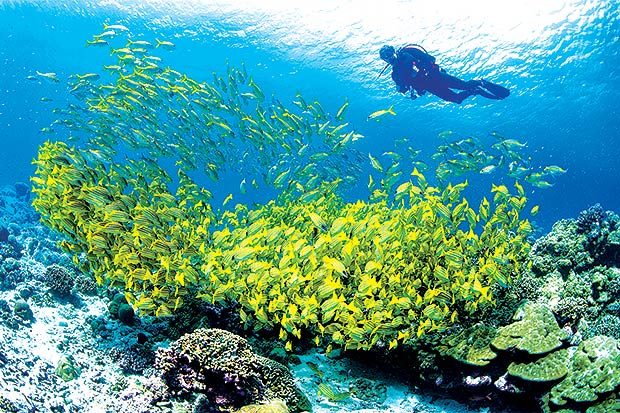 Mergulho em Seychelles